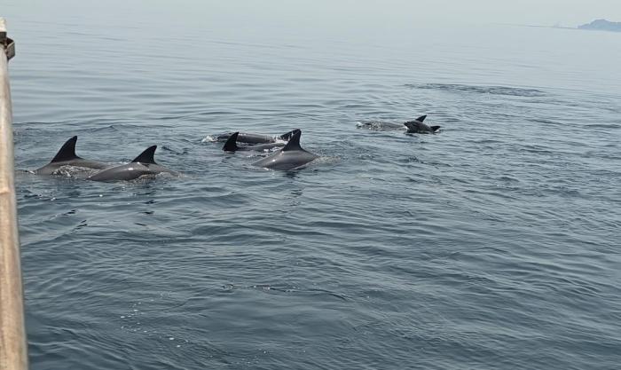 海豚观赏